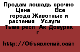 Продам лошадь срочно › Цена ­ 30 000 - Все города Животные и растения » Услуги   . Тыва респ.,Ак-Довурак г.